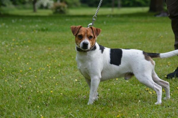 MY BONNIE VIKING'S FARLIG FINE FIDO
